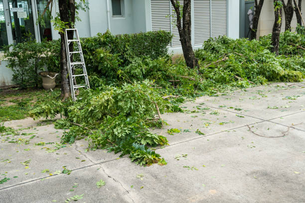 Why Choose Our Tree Removal Services in La Crescenta Montrose, CA?