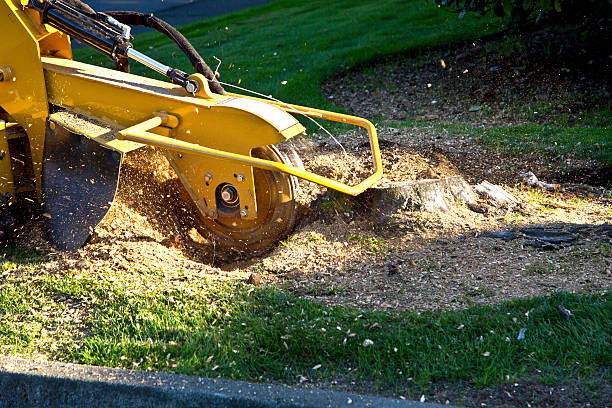 Best Fruit Tree Pruning  in La Crescenta Montrose, CA