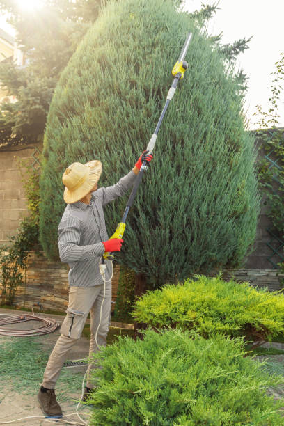 Best Emergency Tree Removal  in La Crescenta Montrose, CA